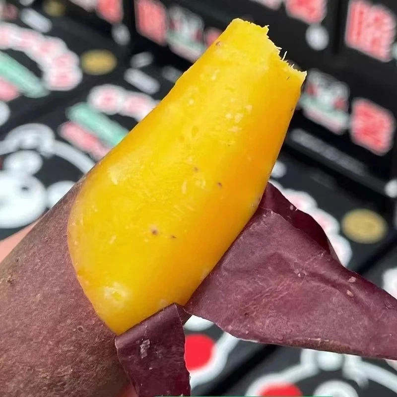 山东红瑶蜜薯榴莲蜜薯5斤装