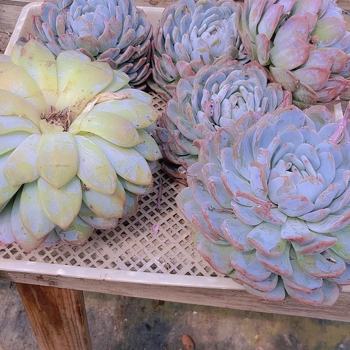 L***.22号一筐橙梦露多肉