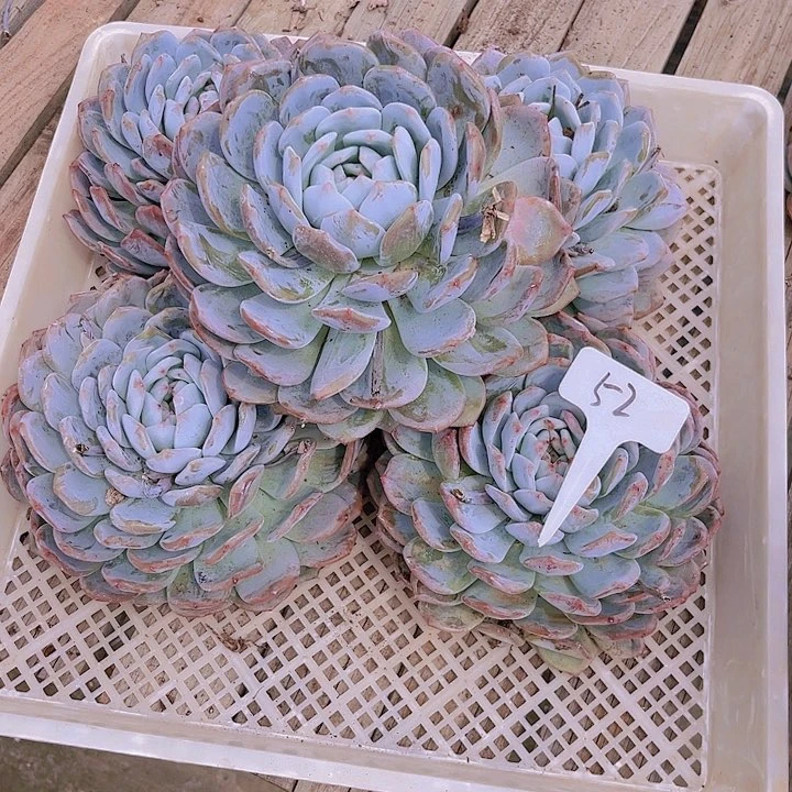 蔷*52号一筐多肉植物