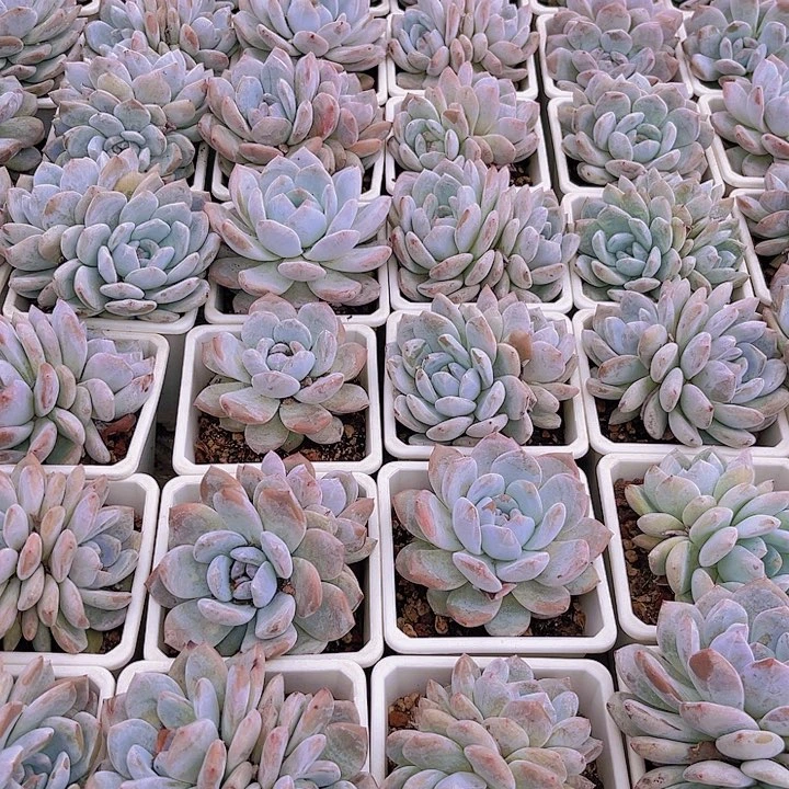 十棵白盆石榴籽多肉植物