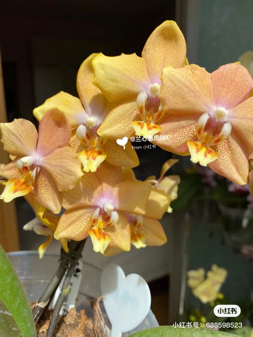 【枫之谷】全日香，台湾蝴蝶兰1.7寸不带剑发货，基地直发