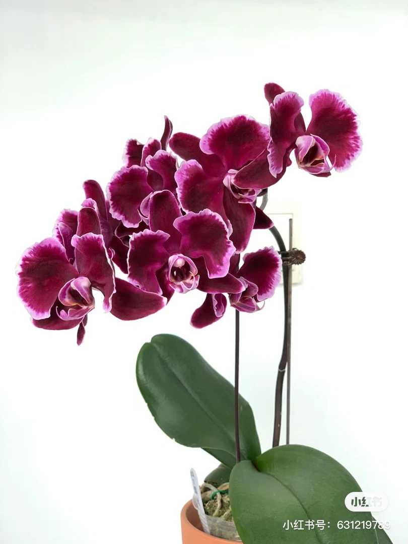 【拉丁舞裙】蝴蝶兰3.5寸带花剑有叶损介意勿拍，家庭好养花卉绿植
