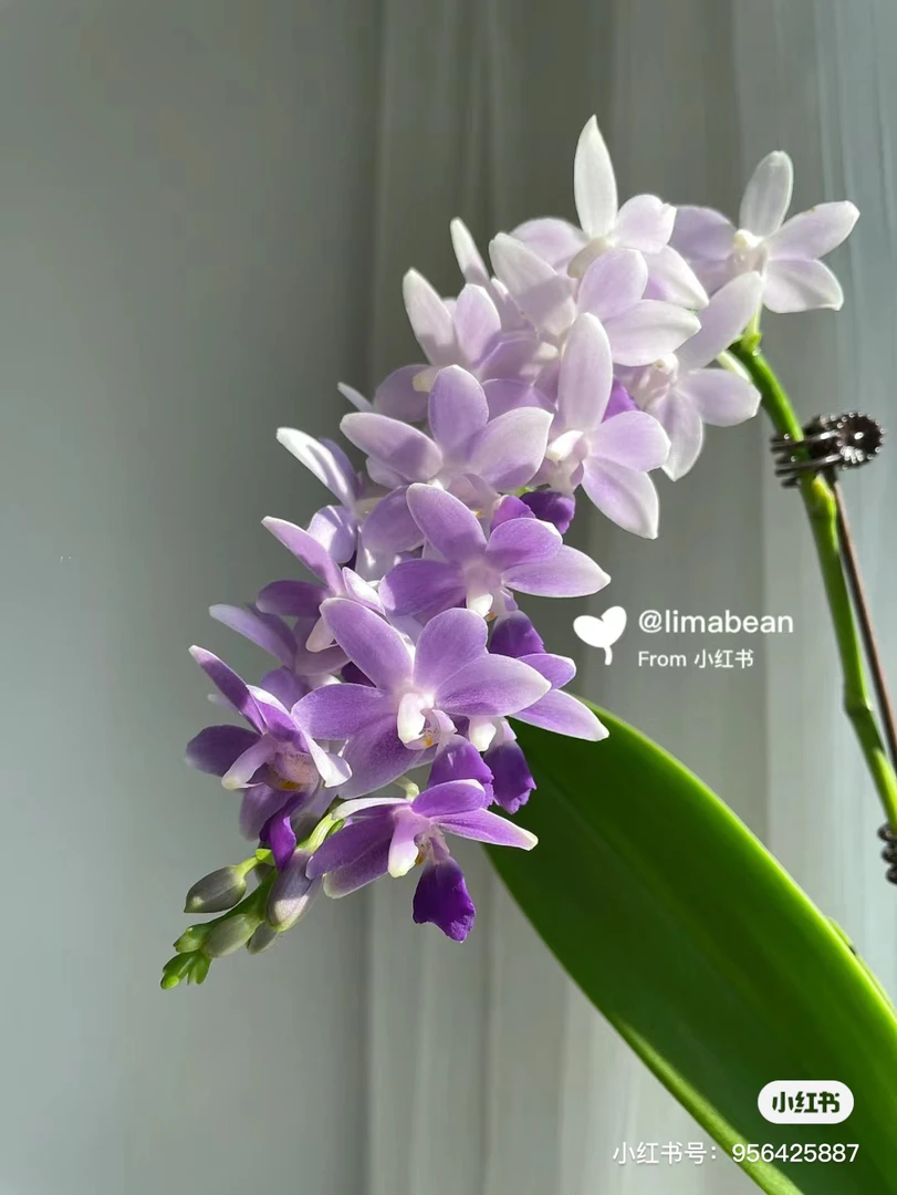 【蓝星】蝴蝶兰3.0杯，无花剑基地直发，优质苗发货