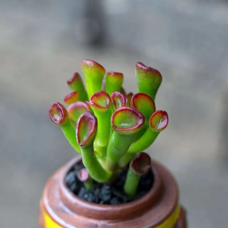 吸财树（以直播间展示为主，满15元包邮）