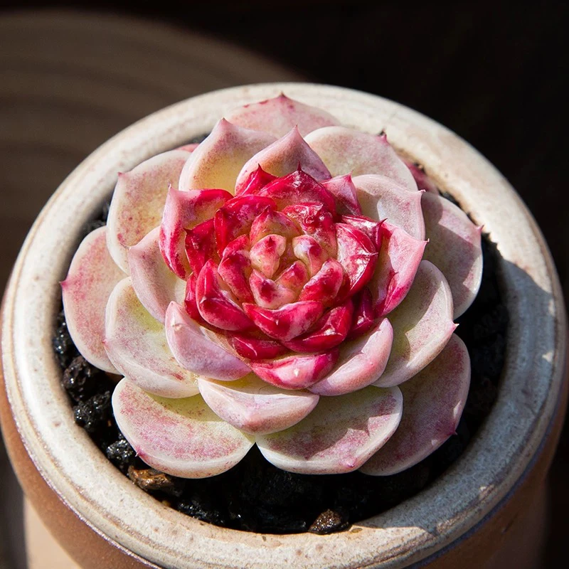 天鹅绒多肉，以直播间展示为主