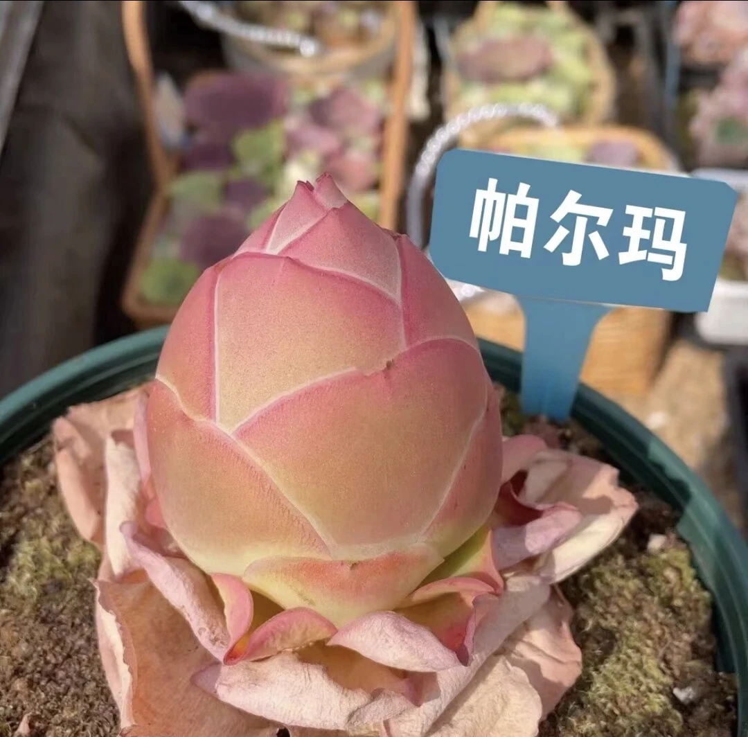 黄金帕尔马（以直播间展示为主，满15元包邮）