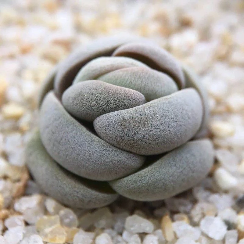 紫光多肉植物群生稀有肉肉 青锁龙属罕见小贵货室内盆栽花椿 托尼