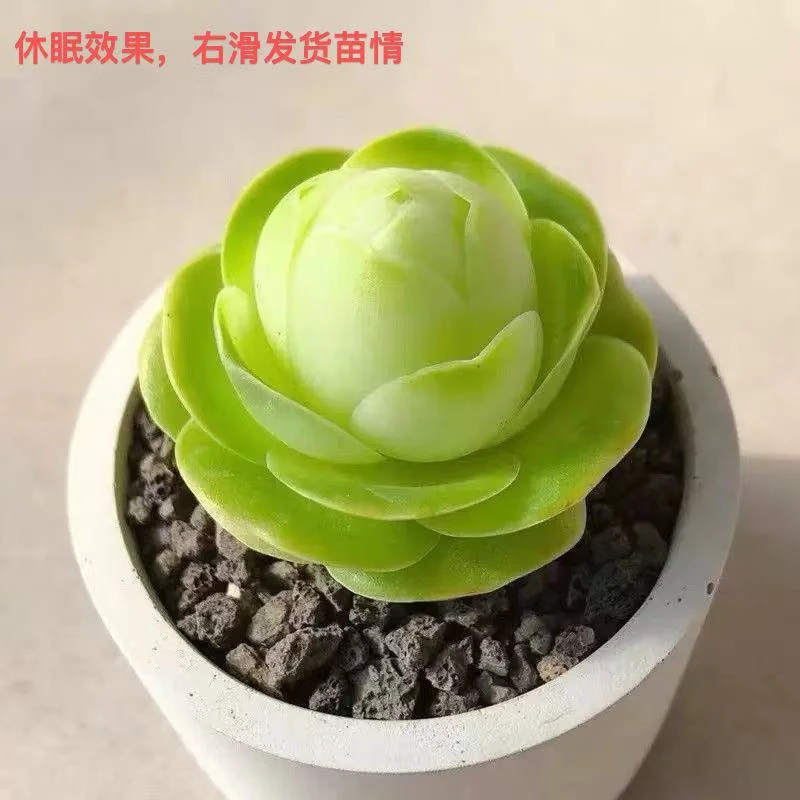 鸡蛋玫瑰多肉，以直播间展示为主