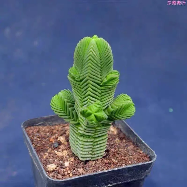 达摩绿塔群生多肉老桩青锁龙属室内阳台小盆栽，直播间展示为准