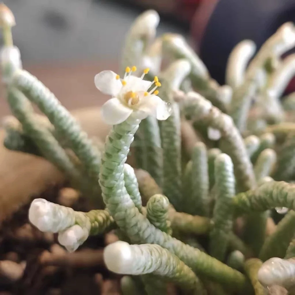 凑单满15元包邮，银蚕多肉