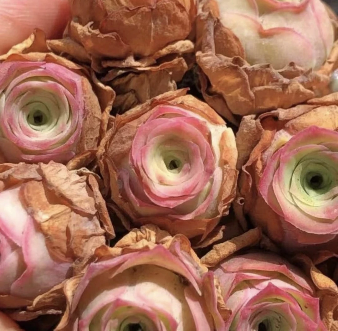 【满15元包邮-】高山玫瑰群多肉-以直播间展示为主