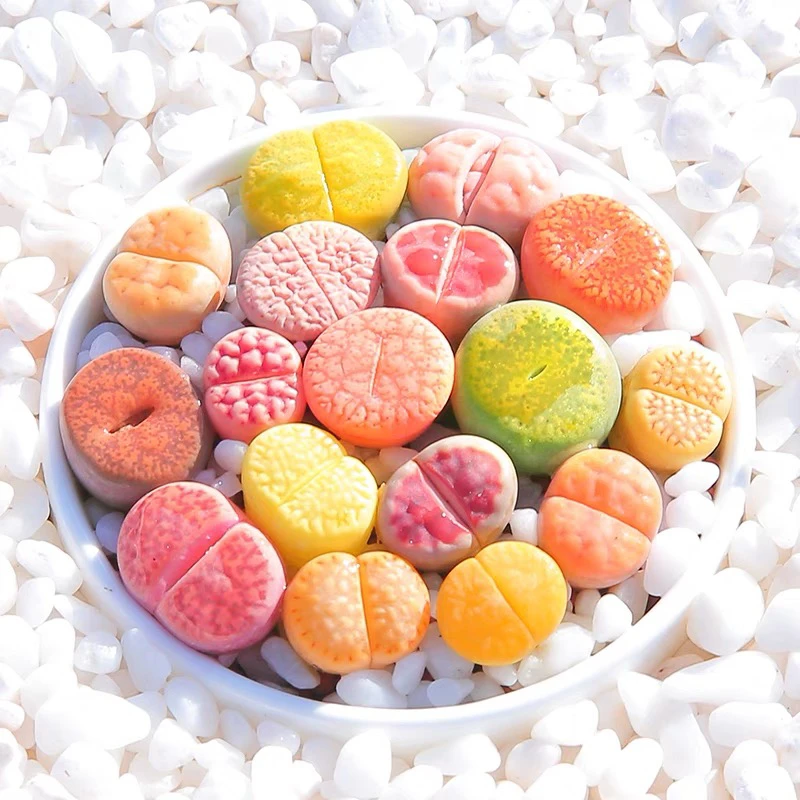 稀有多肉大颗生石花一盆【满15元包邮，以直播间展示为主】