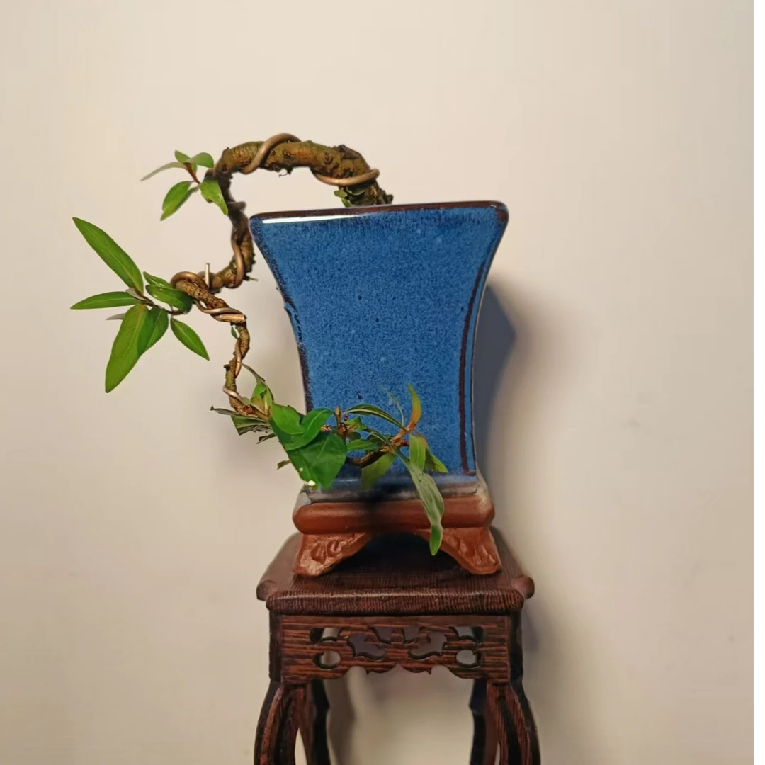 水杨梅盆栽适阳台鱼缸茶台