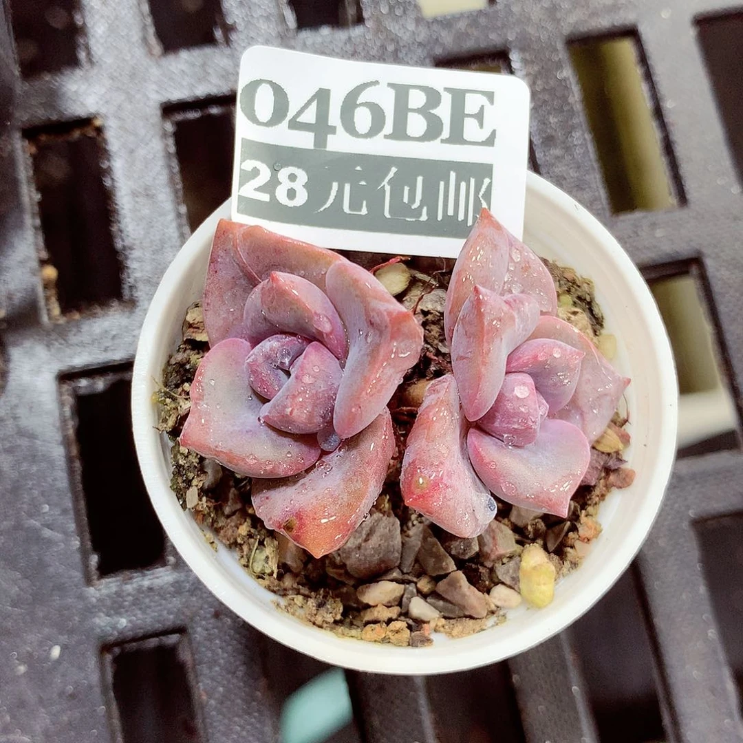 5厘米盆精控多肉046