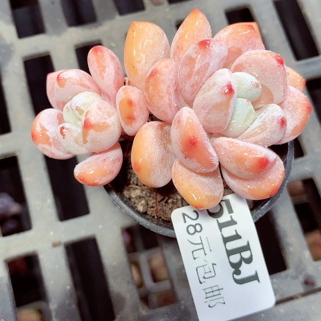 5厘米盆精控多肉511