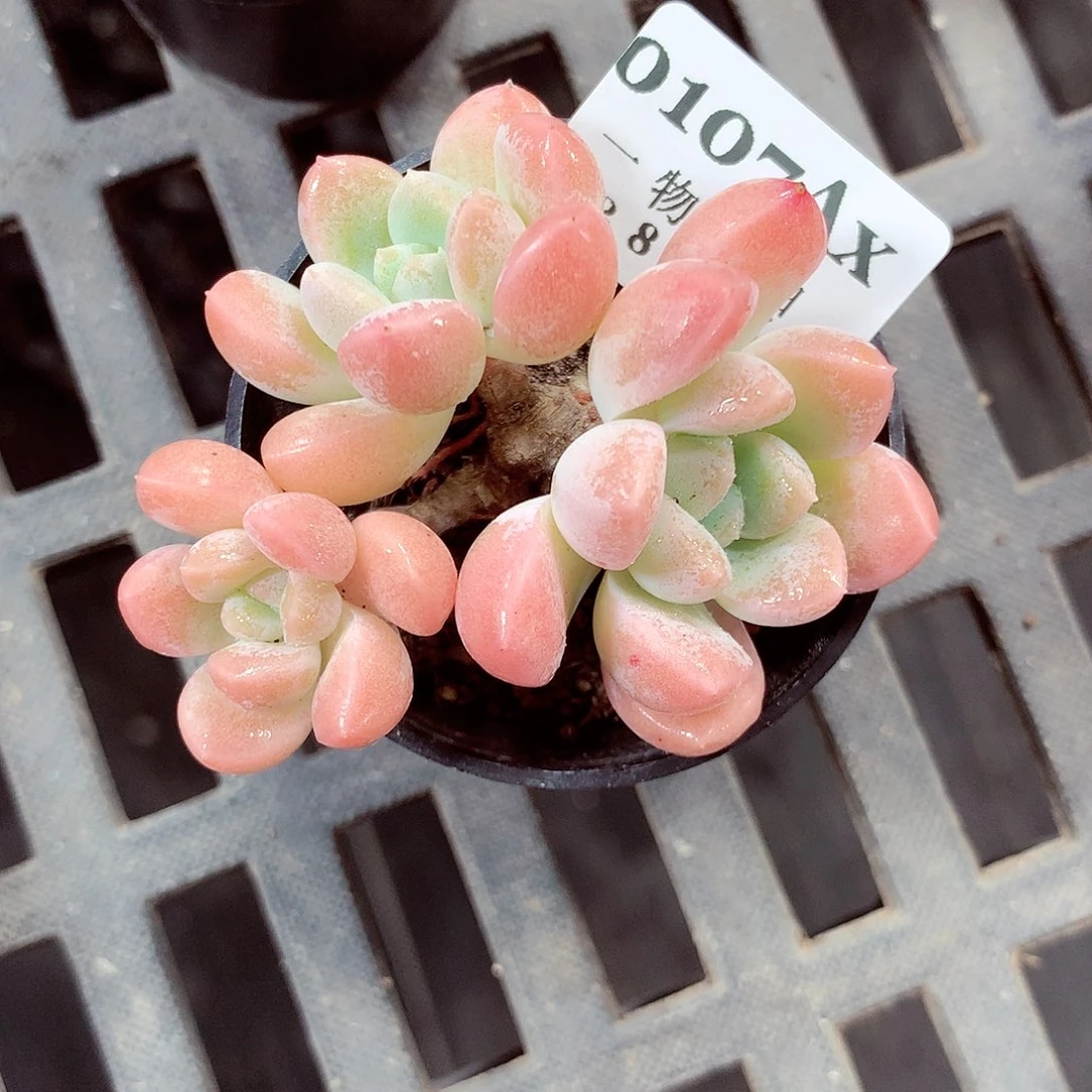 5厘米盆精控多肉107