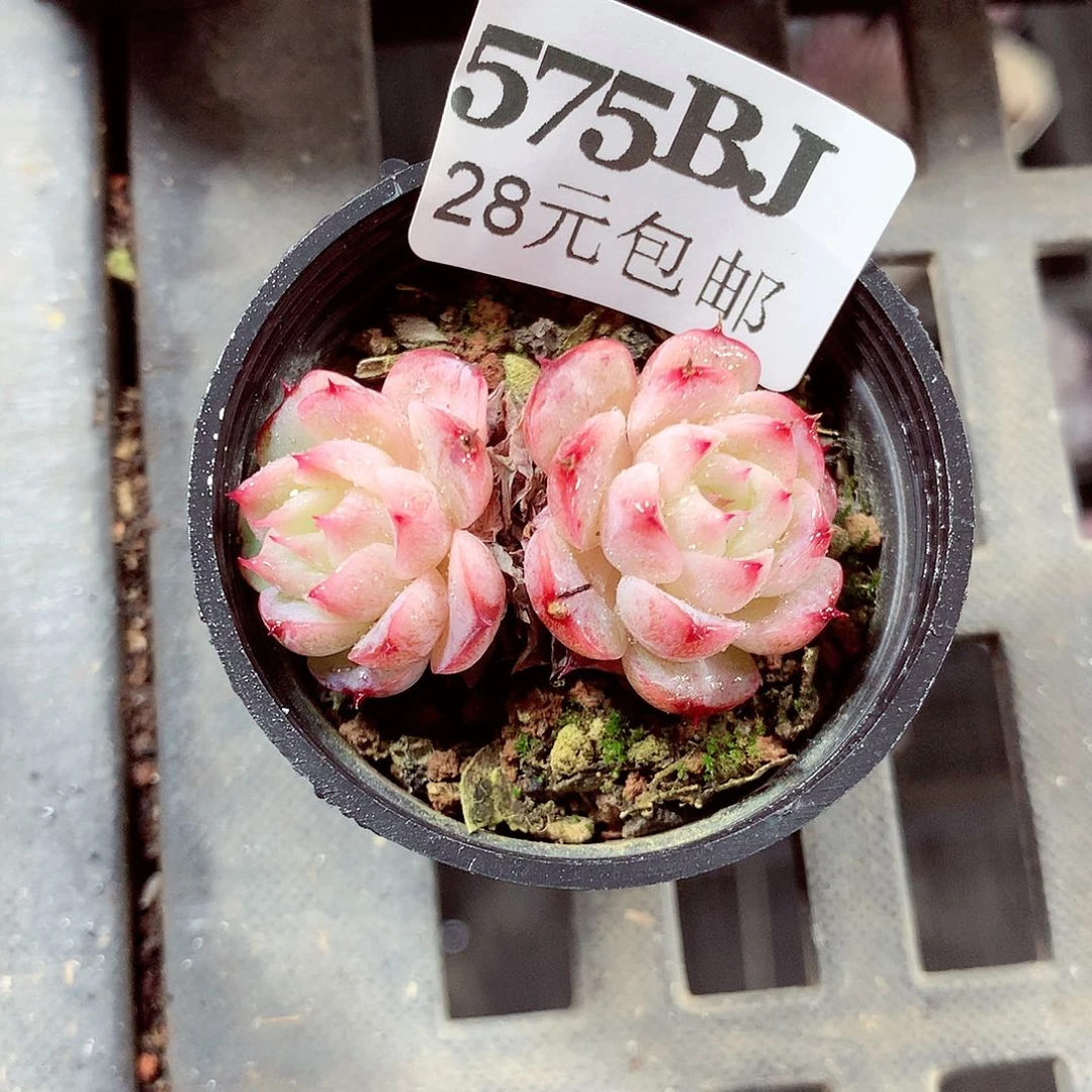 5厘米盆精控多肉575