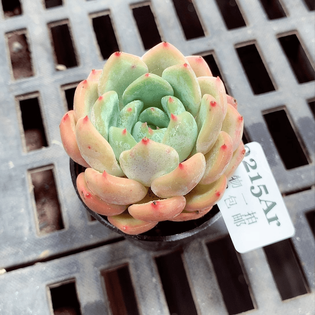 5厘米盆精控多肉215