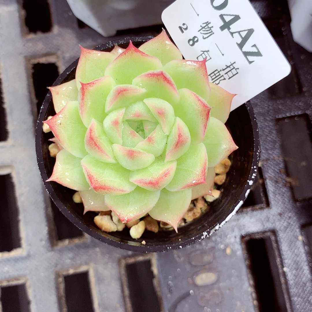 5厘米盆精控多肉304