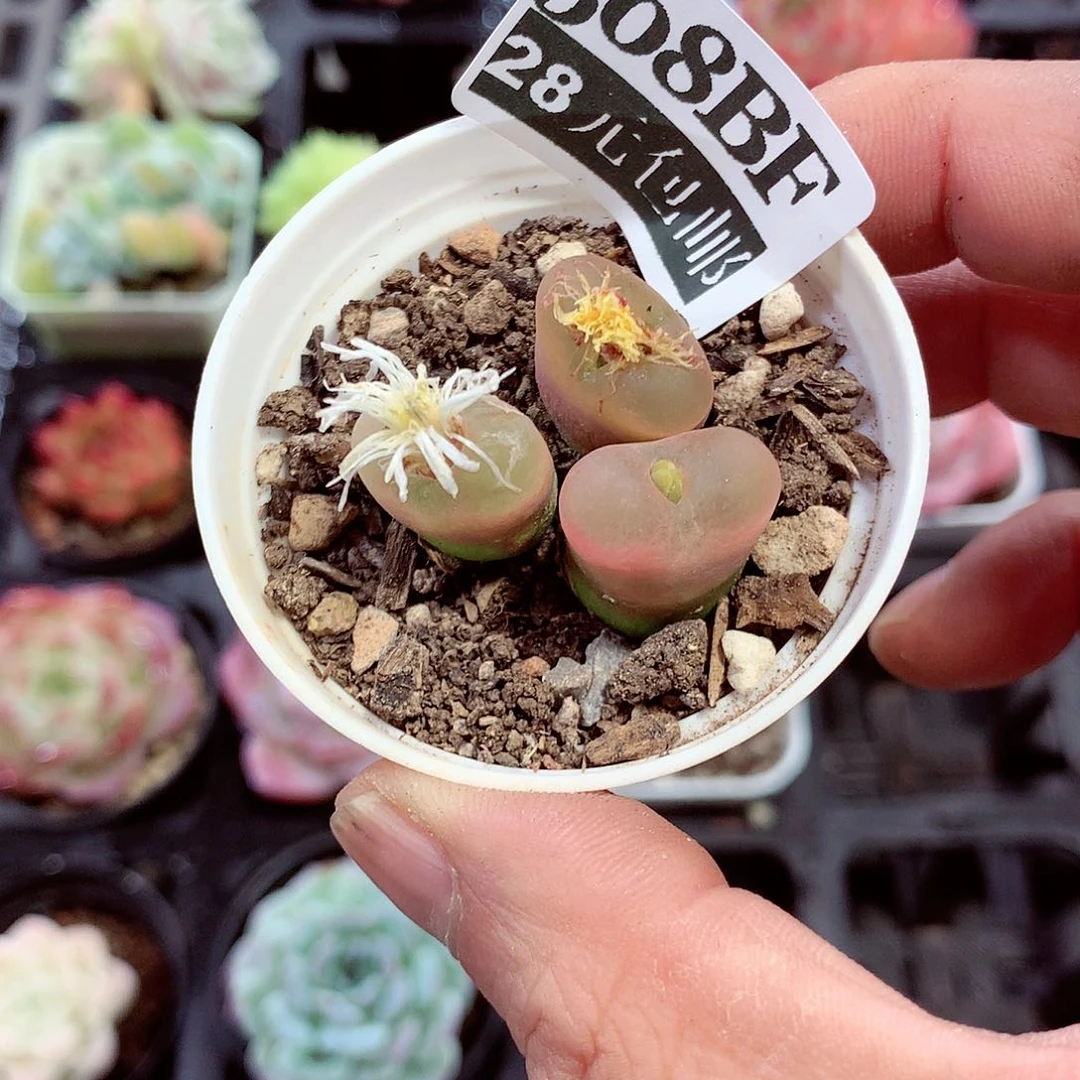 5厘米盆精控多肉508