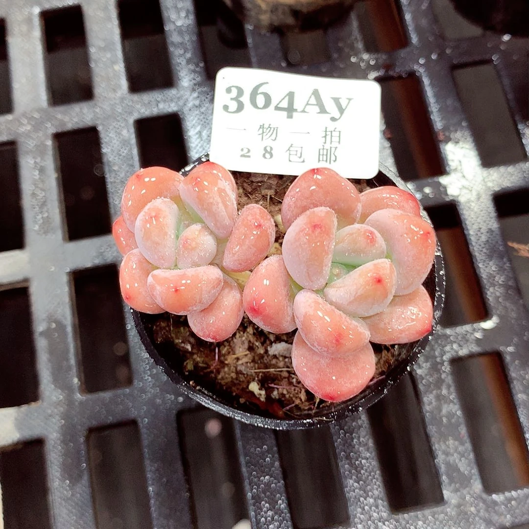 5厘米盆精控多肉364