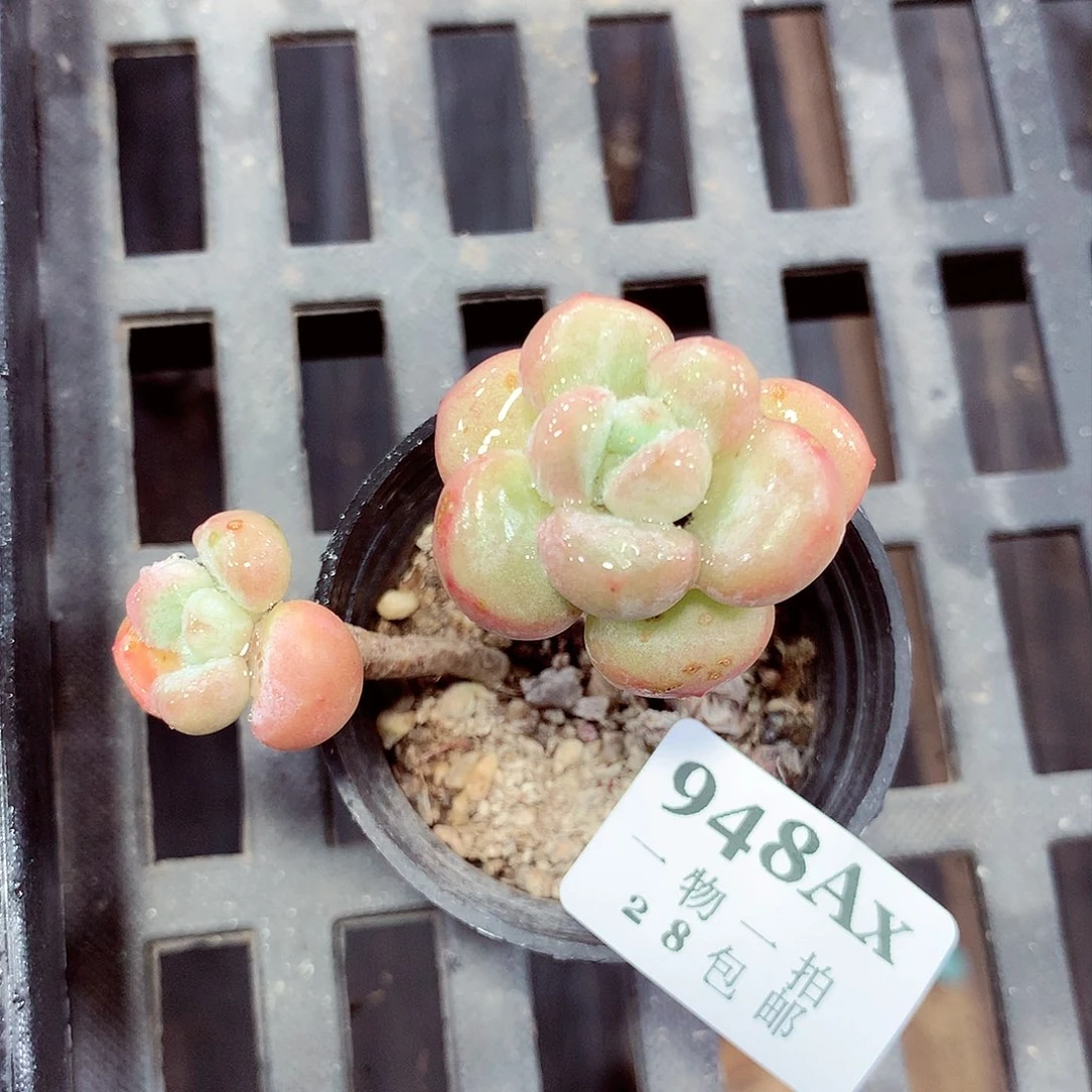 5厘米精控多肉948