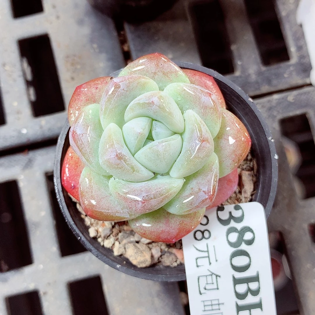 5厘米盆精控多肉380