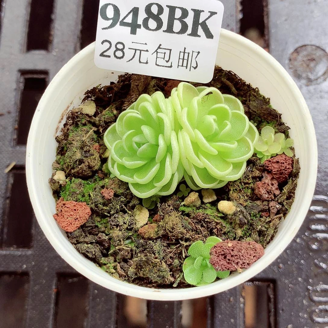 5厘米盆精控多肉948