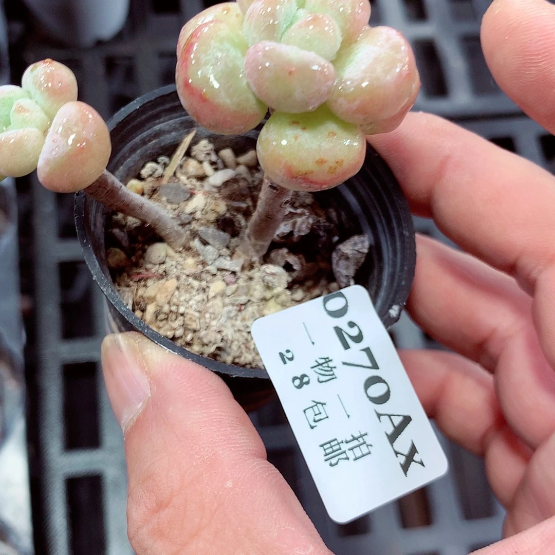 5厘米盆精控多肉270