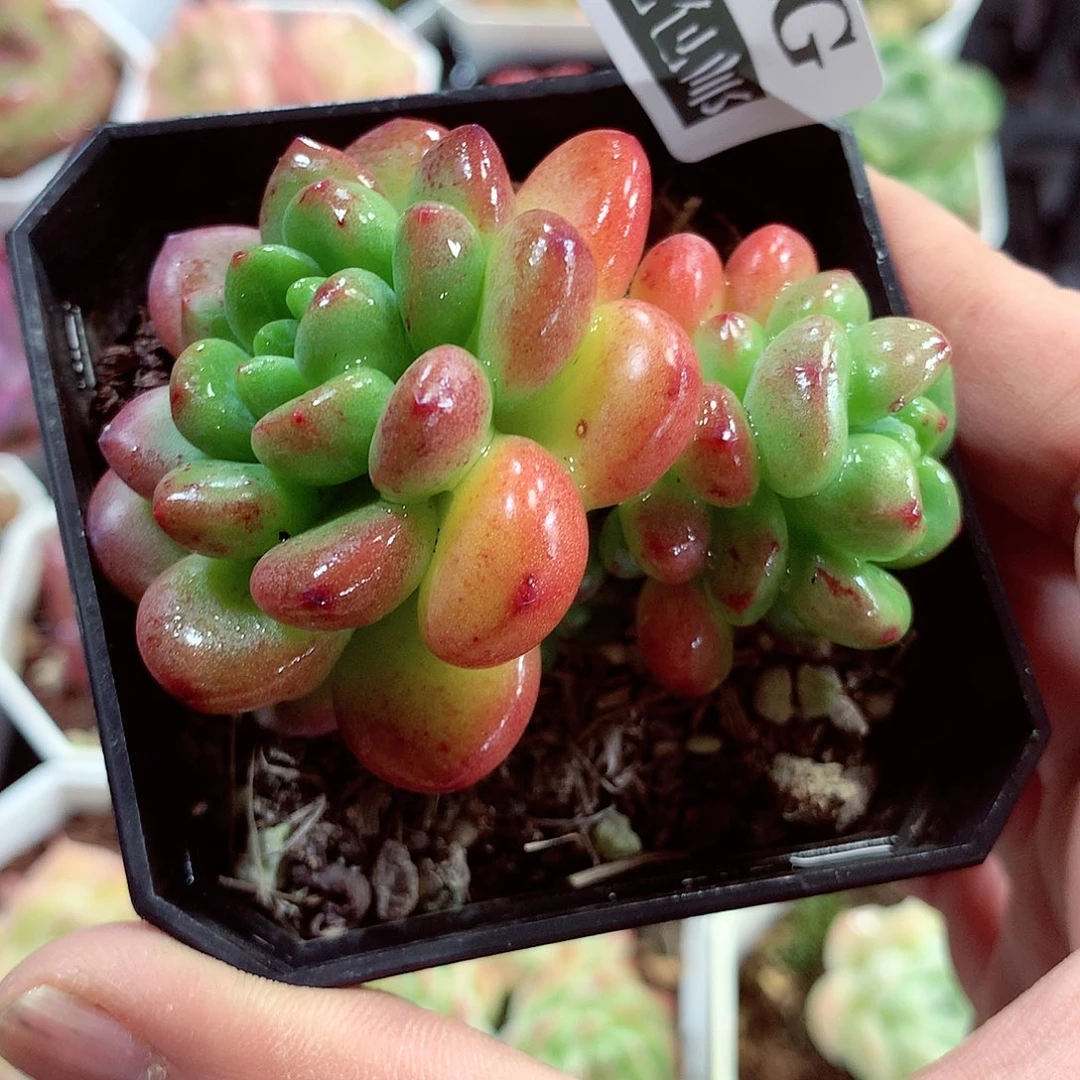 5厘米盆精控多肉107