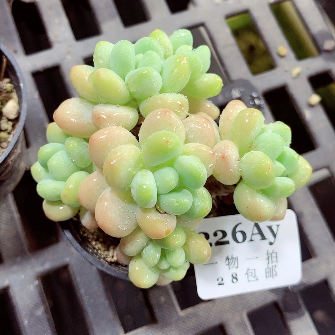 5厘米盆精控多肉226