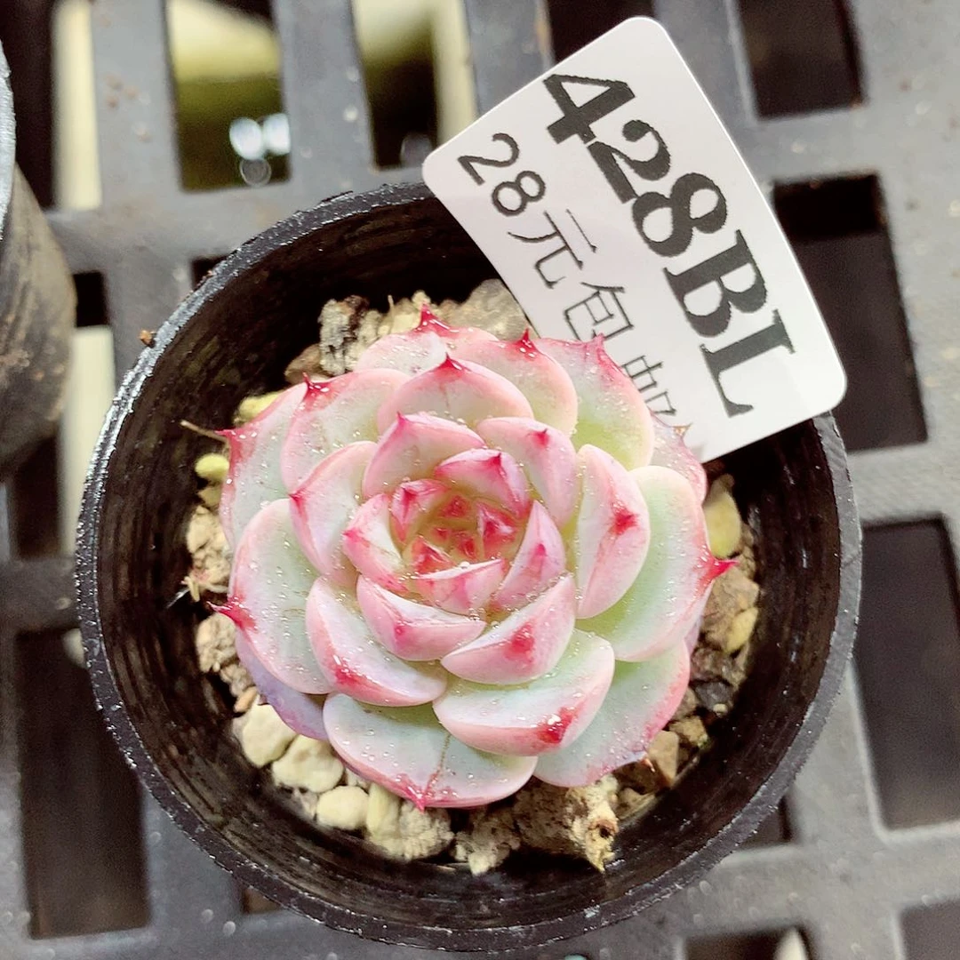 5厘米盆精控多肉428