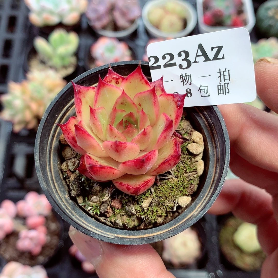 5厘米盆精控多肉223