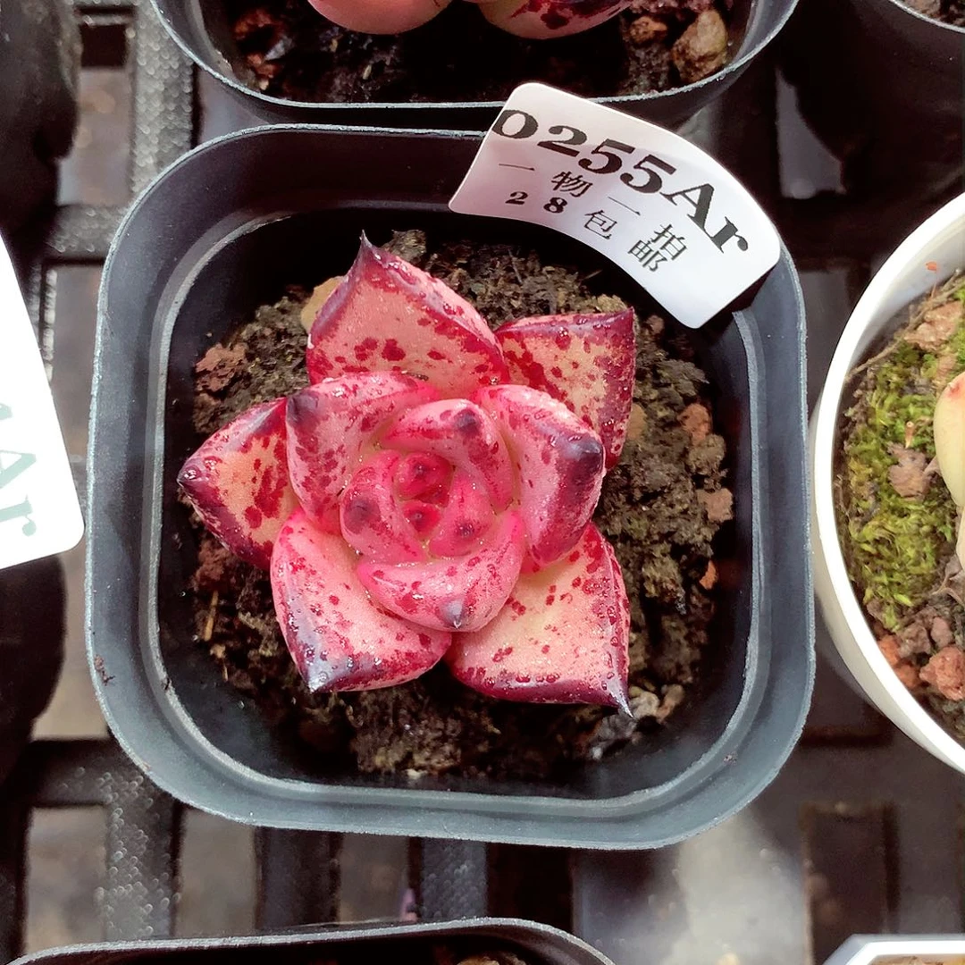5厘米盆精控多肉255