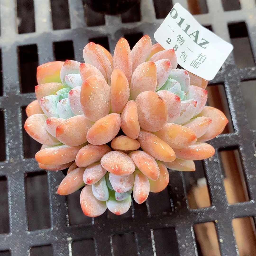 5厘米盆精控多肉011