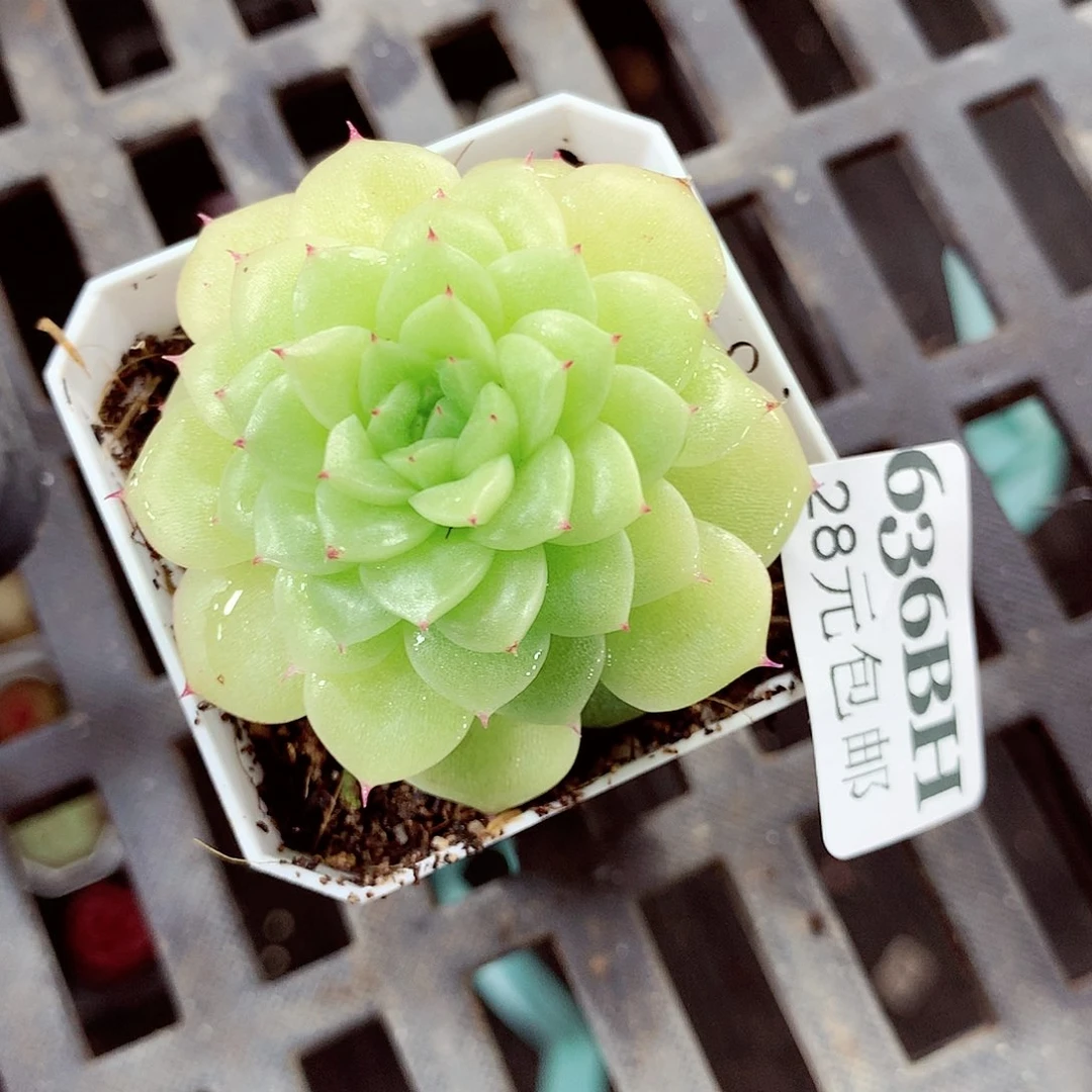 5厘米盆精控多肉636