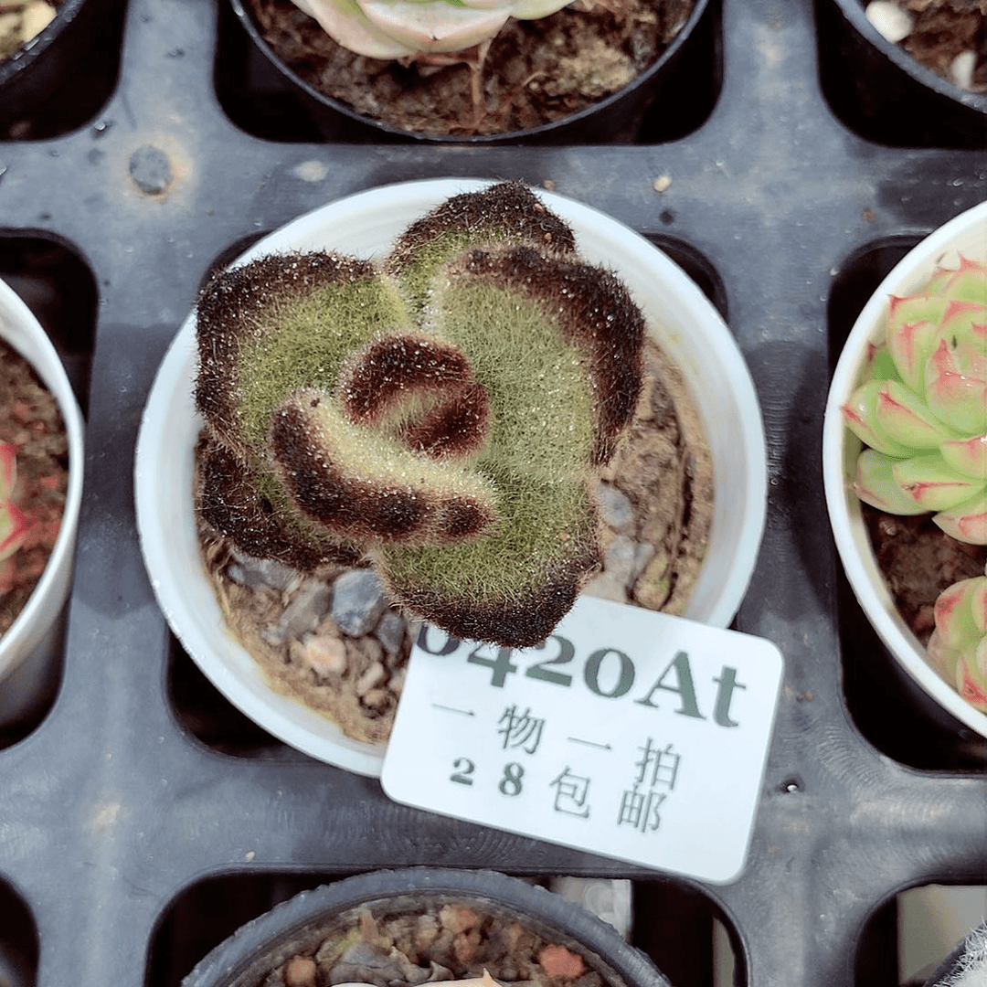 5厘米精控多肉420