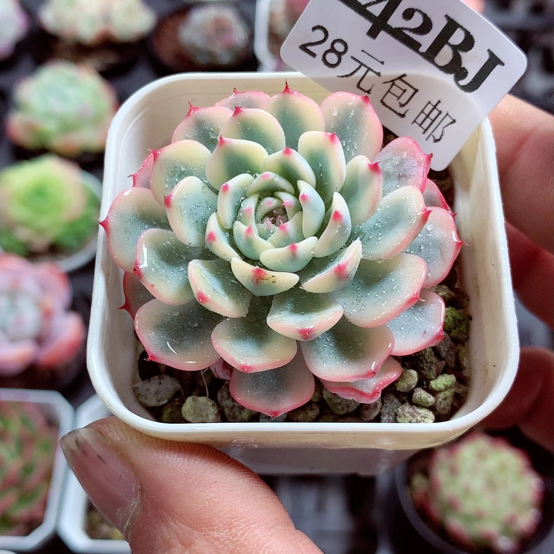 5厘米盆精控多肉242