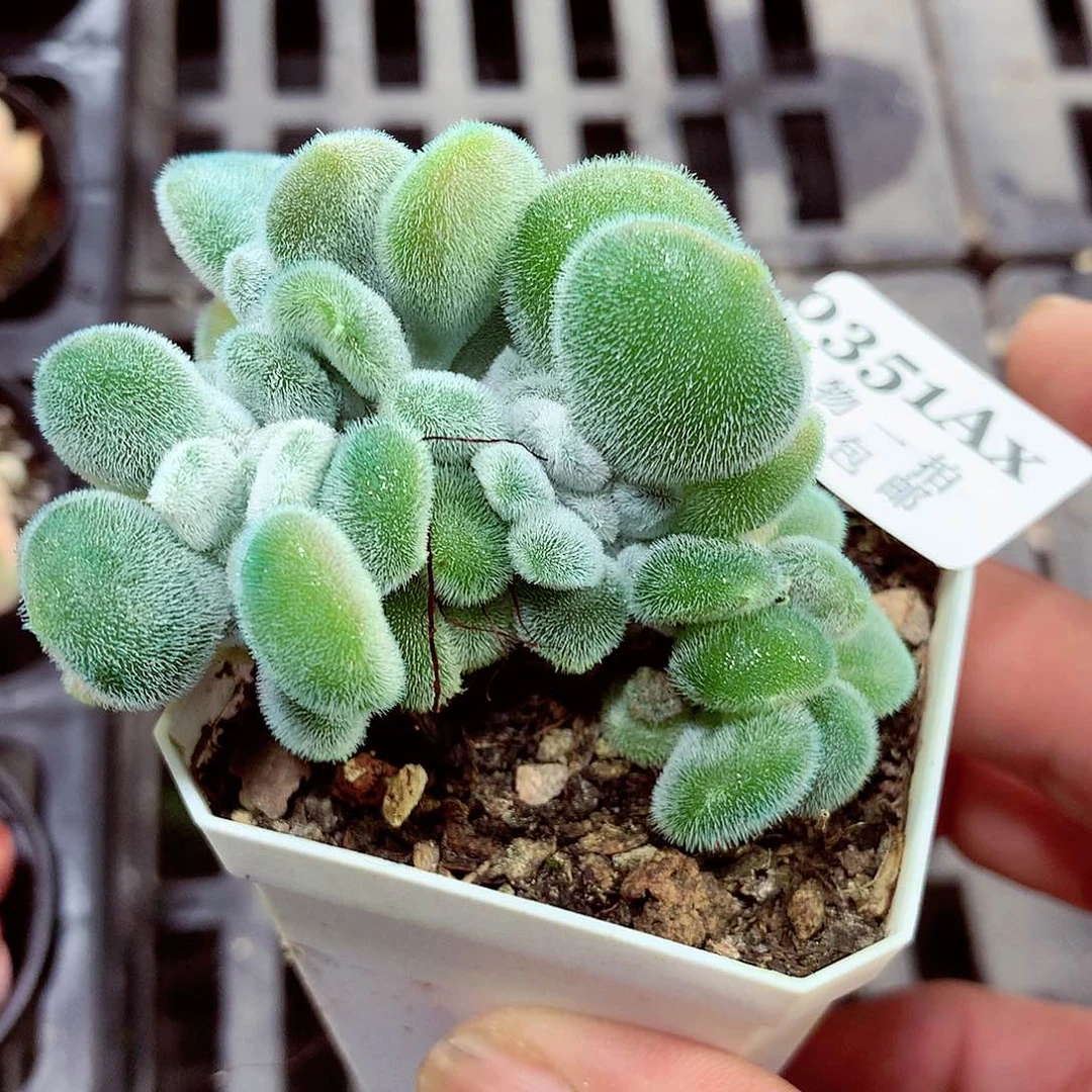 5厘米盆精控多肉351