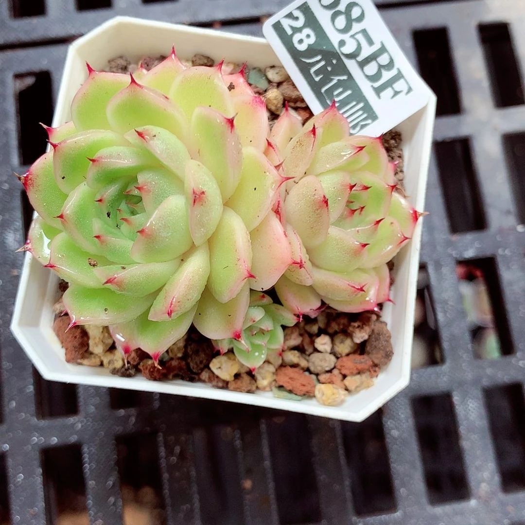 5厘米盆精控多肉685