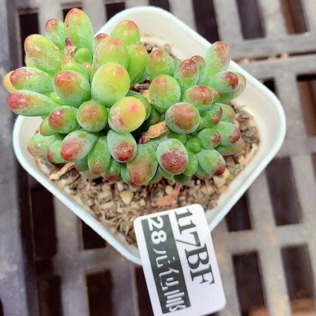 5厘米盆精控多肉117