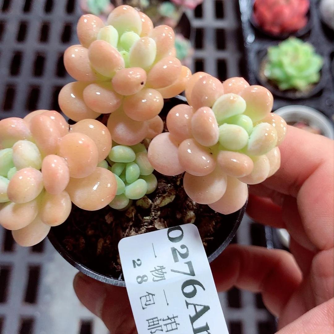 5厘米盆精控多肉276