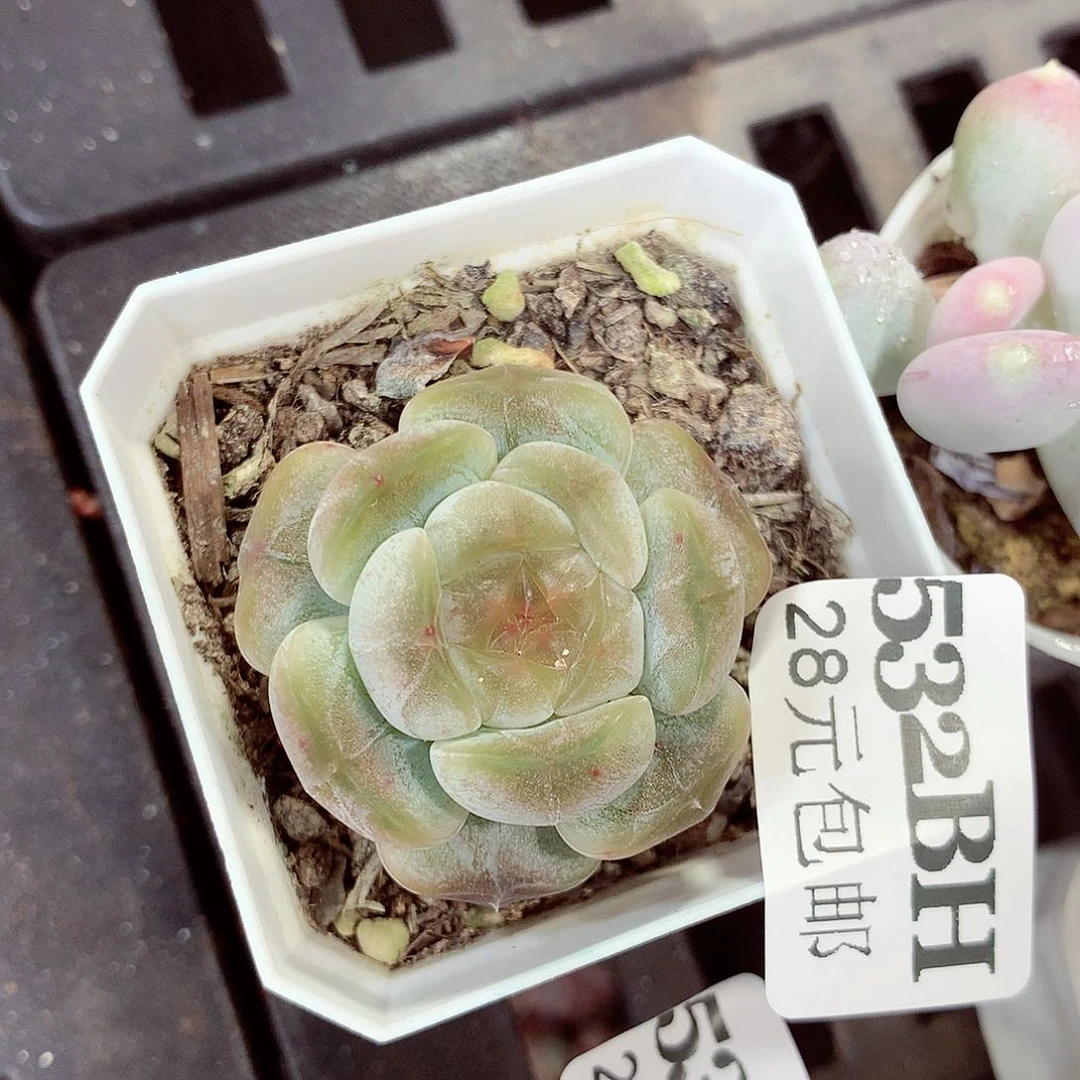 5厘米盆精控多肉532