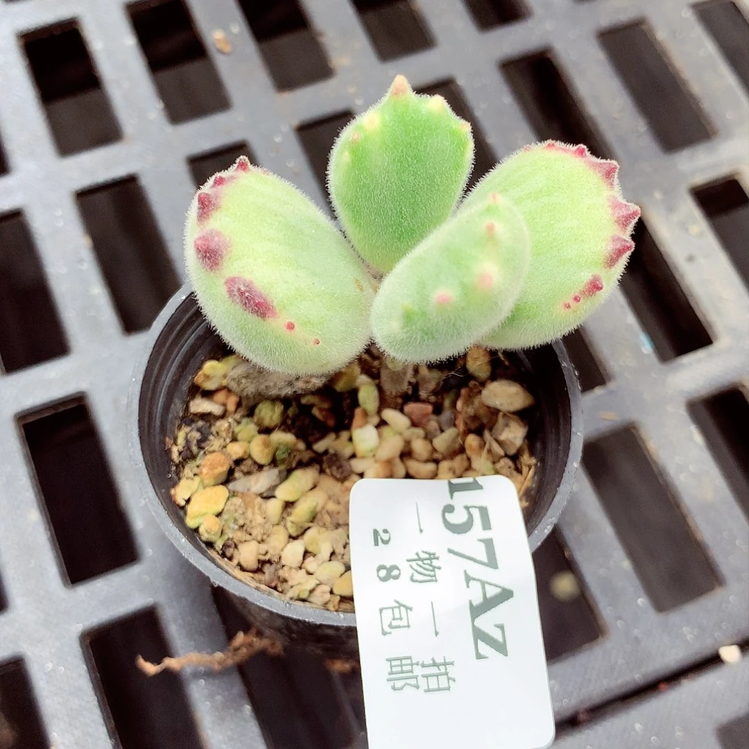 5厘米盆精控多肉157