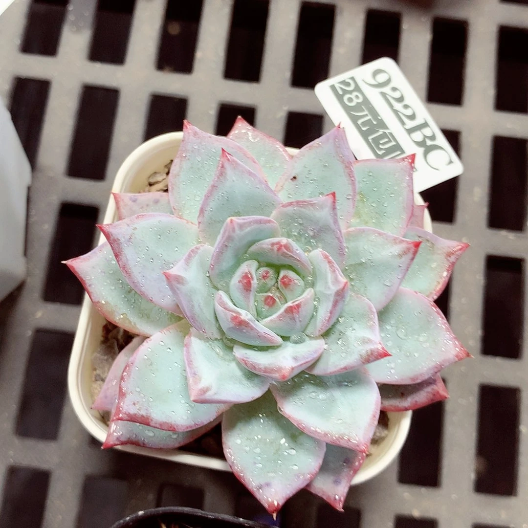 5厘米盆精控多肉922