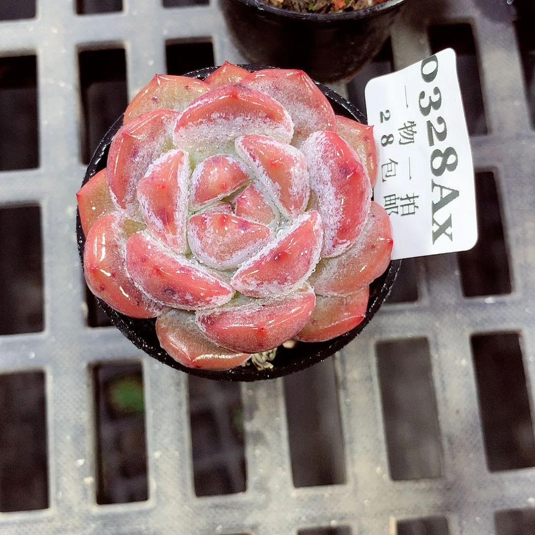 5厘米盆精控多肉328