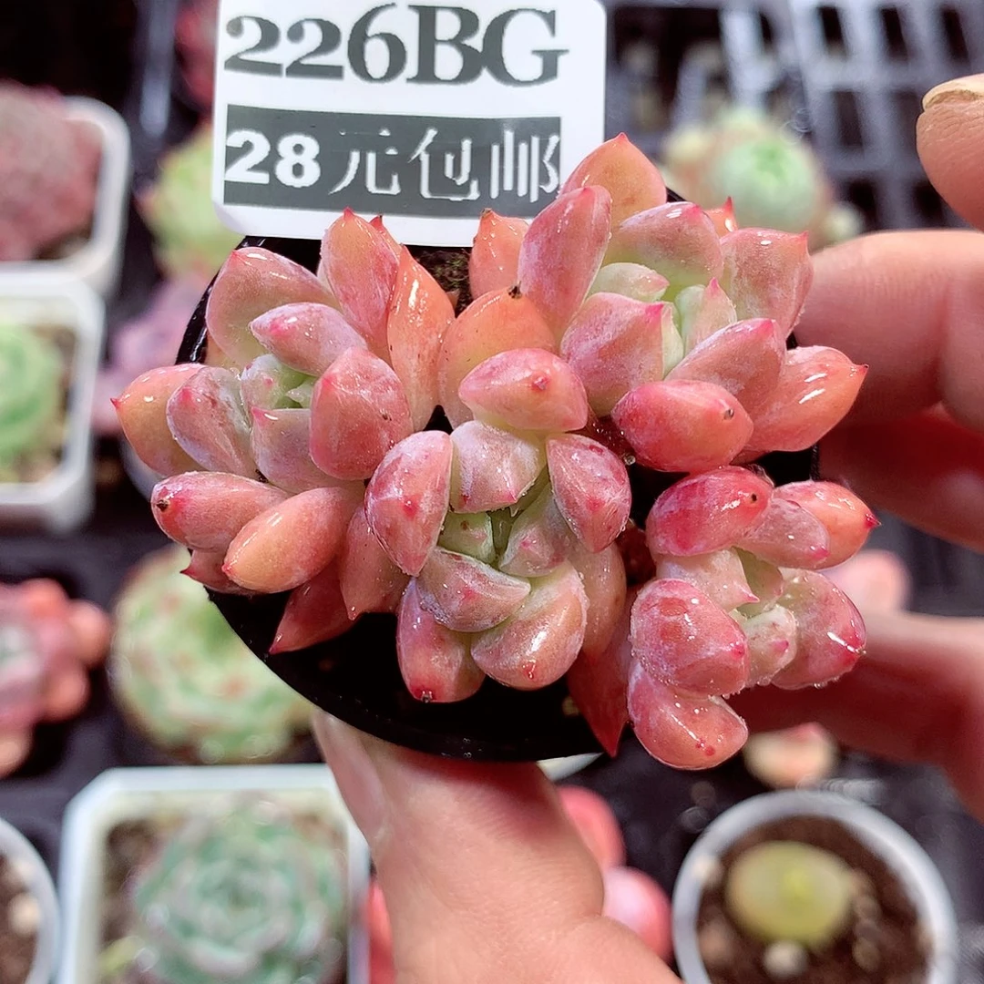 5厘米盆精控多肉226