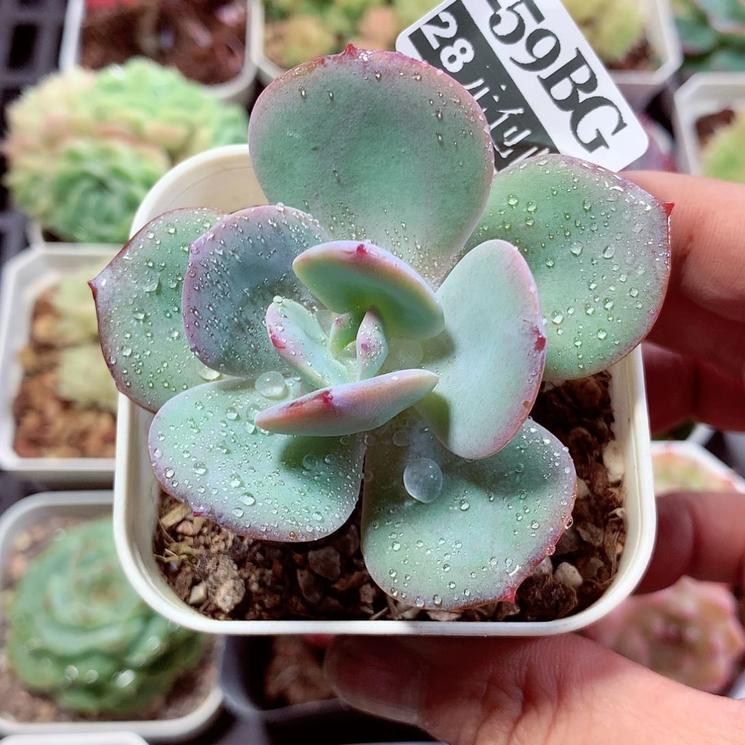 5厘米盆精控多肉259