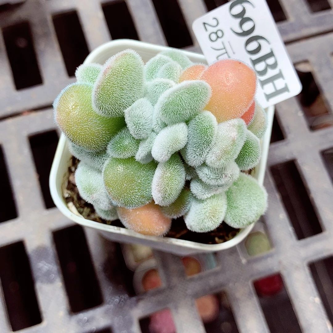 5厘米盆精控多肉696