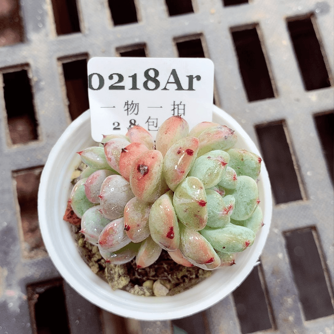 5厘米盆精控多肉218